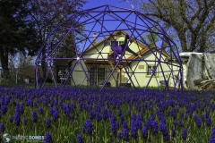 Purple-Flowers-Purtlpe-Dome-2