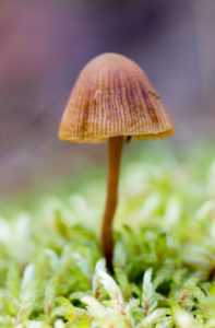 Medicinal psilocybin mushroom therapy