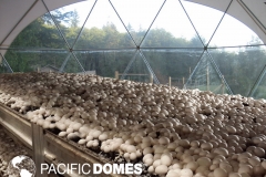 myco-mushroom-dome
