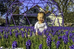Puple-Flowers-Purple-Dome-Edit