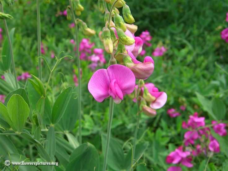 purple-flowers