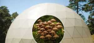 Greenhouse Domes - Mycoculture