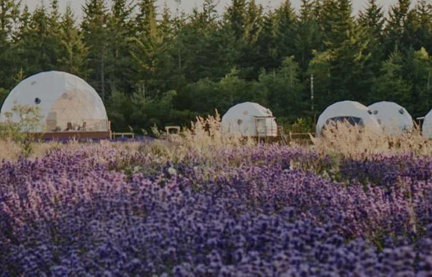 lavender-field-domes