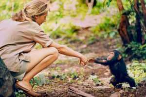 Jane Goodall touching a baby Chimpanzee’s outstretched hand