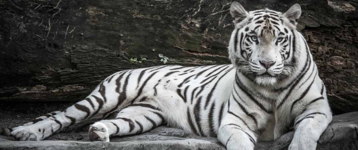 white-tiger